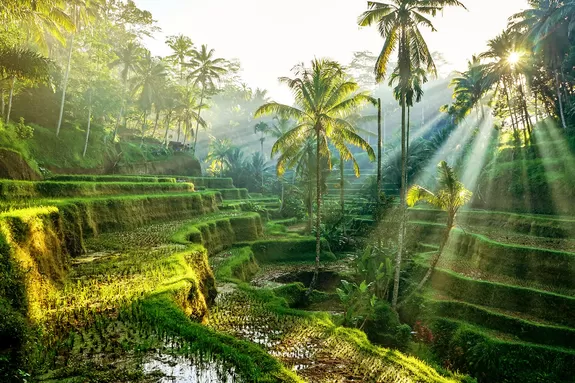 Jungle et rizières à Ubud, Bali nature et sérénité