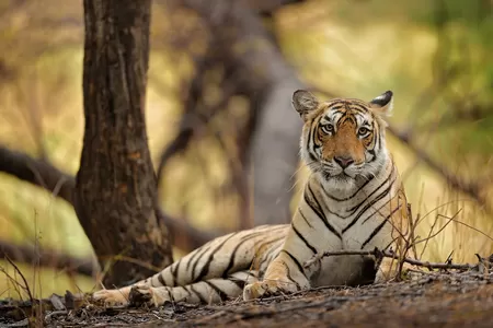 Les tigres à Ranthambore Inde