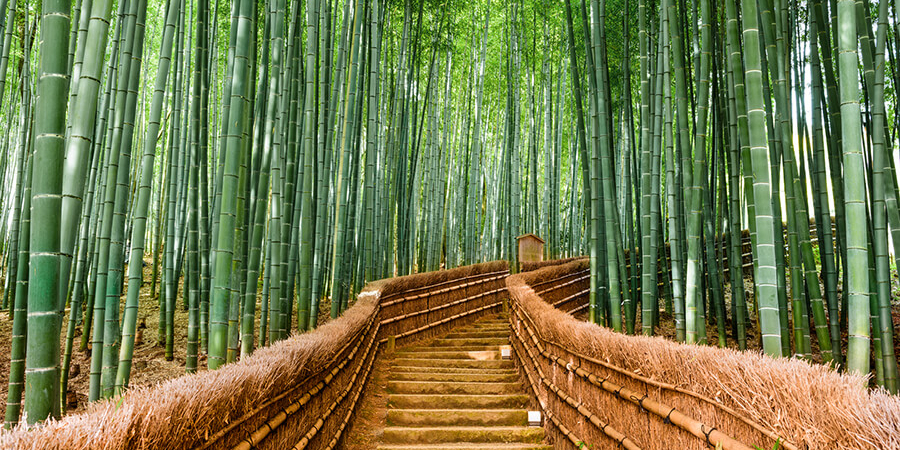 Visiter Kyoto avec la forêt de bambous d'Arashiyama