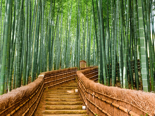 forêt de bambous à Kyoto Japon