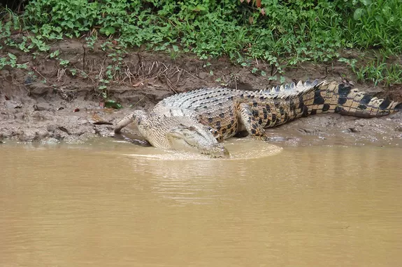 Crocodiles dans le parc Bako à Borneo