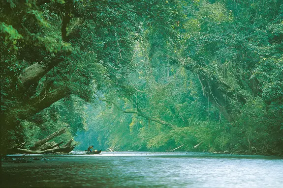 Visite du parc national Taman Negara