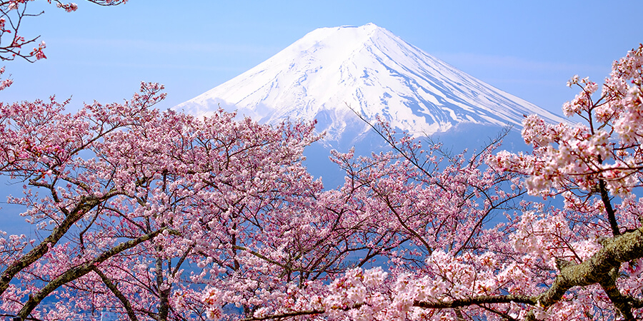 La meilleure période pour un voyage au Japon avec les cerisiers en fleurs et le printemps