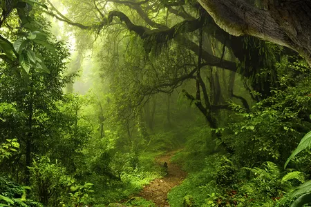 Promenade dans la jungle à Bornéo
