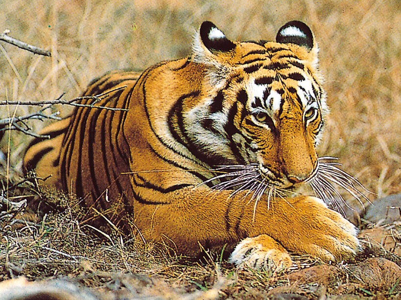 Safari dans la réserve de tigres à Ranthambore