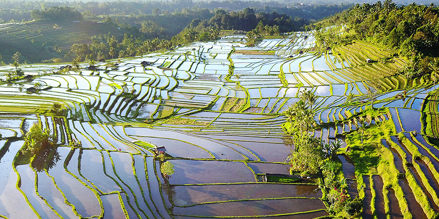 Les magnifique rizières à Jatuliwih à Bali