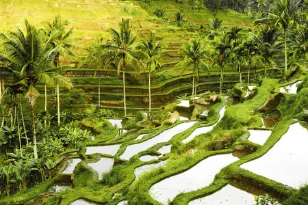 Belles rizières à Bali