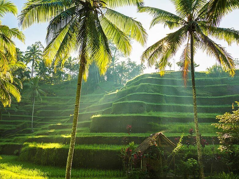 Des rizières à perte de vue sur nos circuit à Bali