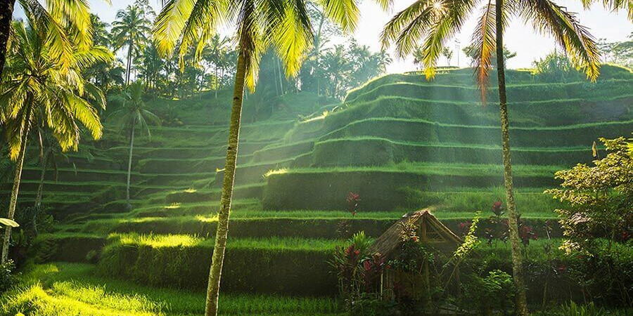 Voyages privés avec chauffeur et guide francophone pour découvrir Bali et ses rizières