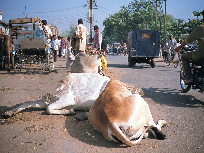 vaches sacrées dans les rues de New Delhi