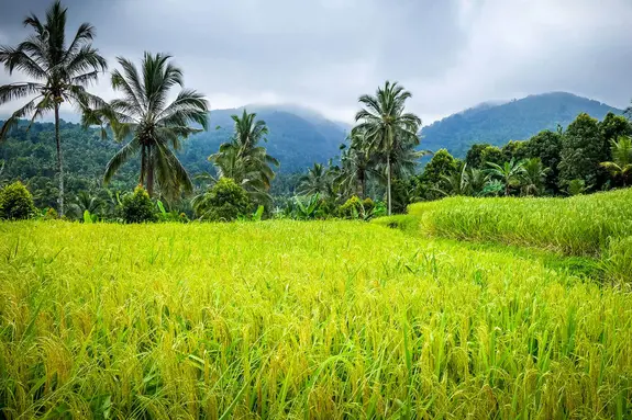 Paysage tropical â Bali - rizières verdoyantes