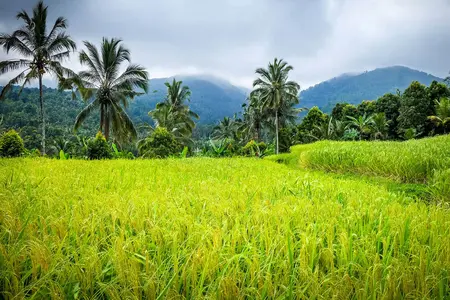 Paysage tropical â Bali - rizières verdoyantes