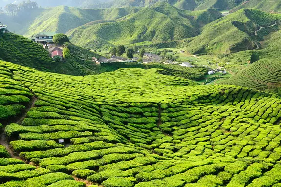 Plantations de thé aux Cameroon Highlands