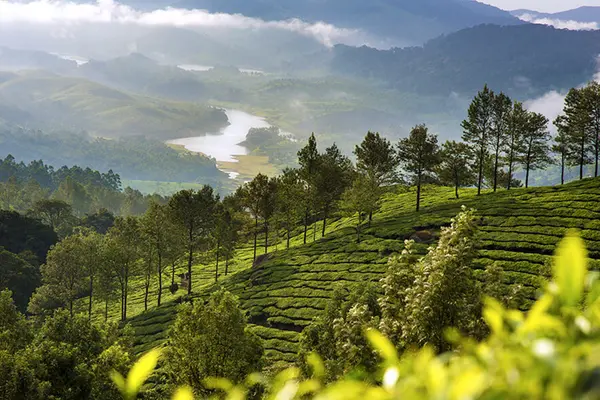 Plantations de thé à Munnar