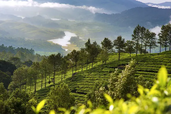 Plantations de thé à Munnar