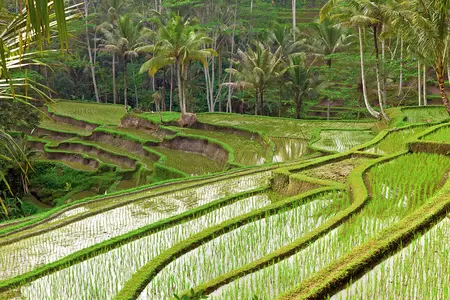 Rizières en terrasses - Bali entre nature et sérénité