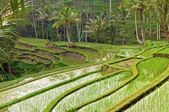 Rizières en terrasses - Bali entre nature et sérénité