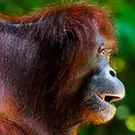 Informations pratique Malaisie et Bornéo