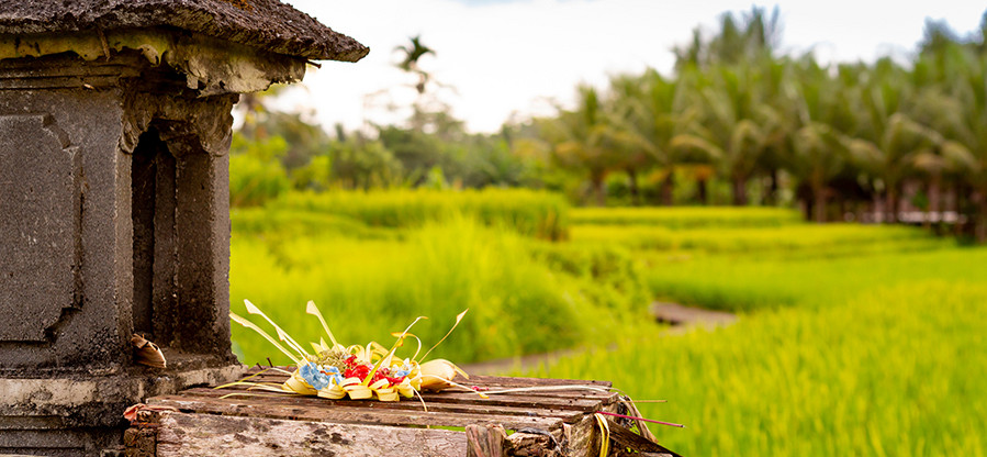 Végétation tropical - Bali sauvage