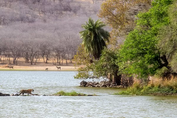 Réserve naturelle Ranthambore