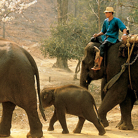 Voyage en Thailande avec camps d'éléphants au nord du pays