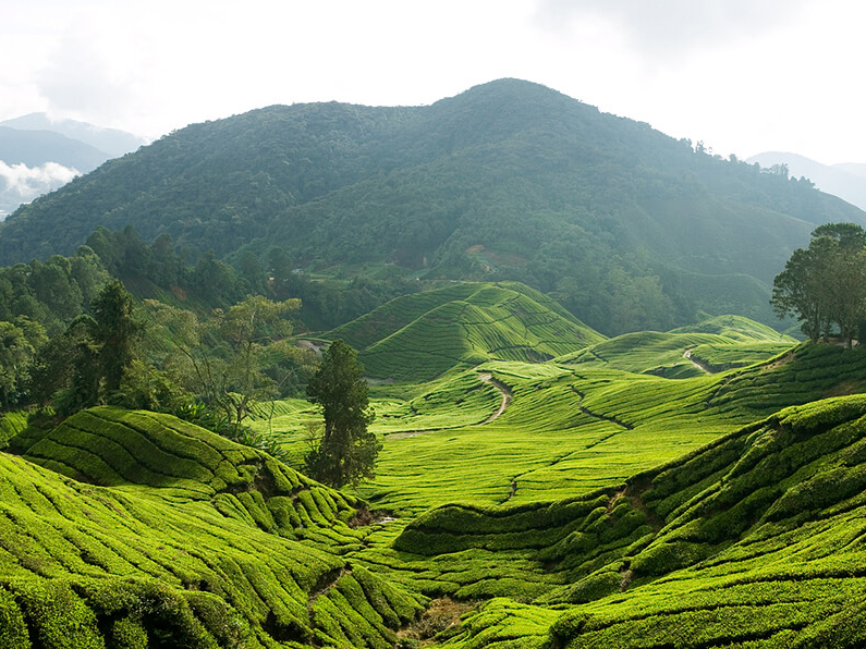 Plantations de thé à Cameroon Highlands