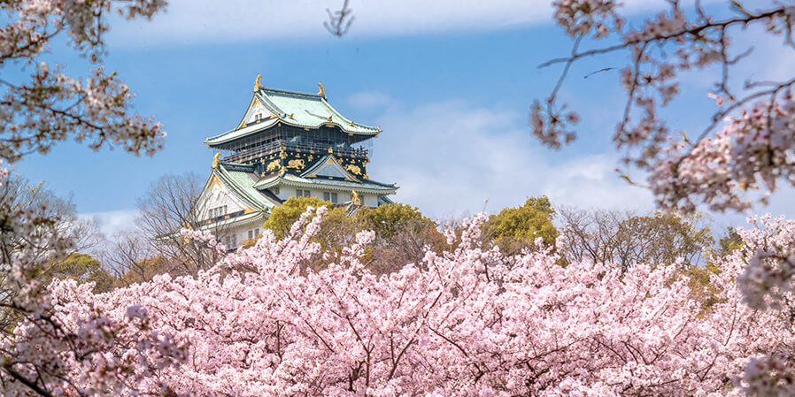 Cherry blossom au Japon