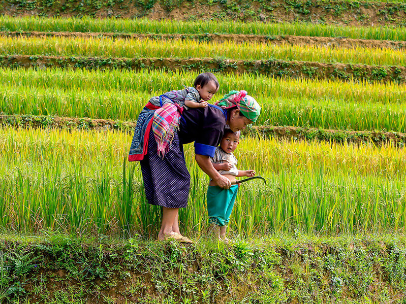 Trekking à Sapa