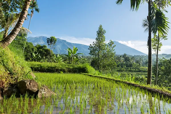 Rizières verdoyants à Bali