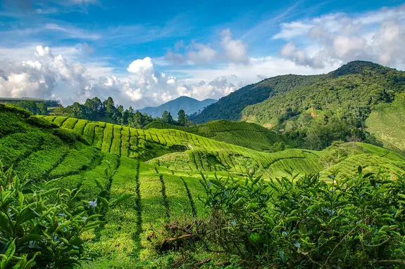 Plantations de thé Cameroon Highlands