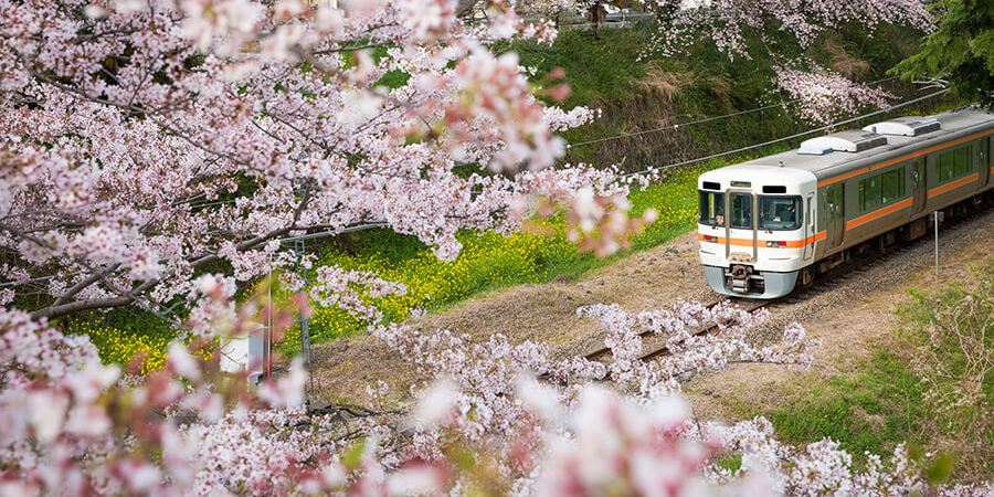 Voyage au Japon pendant la période des cerisiers en fleurs