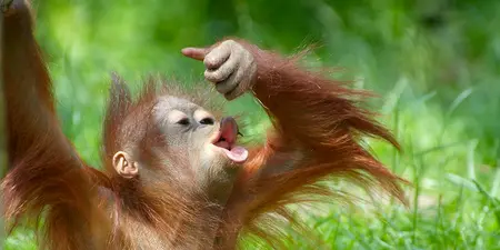 Séjour à Bornéo avec les orangs Utans