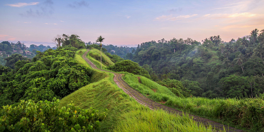 Que faire à Ubud - promenade des rizières verdoyantes