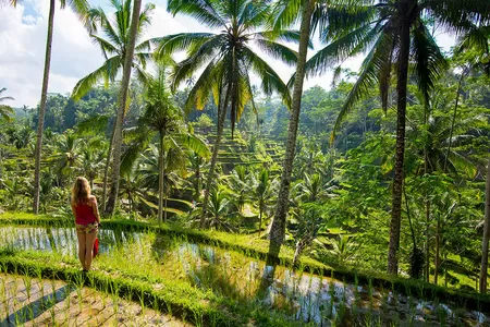 Chemin entre les rizières de Jatiluwih - patrimoie mondial UNESCO