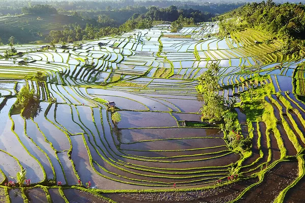 Les rizières verdoyantes à Bali