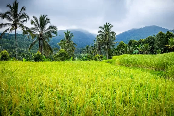 Sentier à travers les rizières de Tegallalang - Bali pittoresque