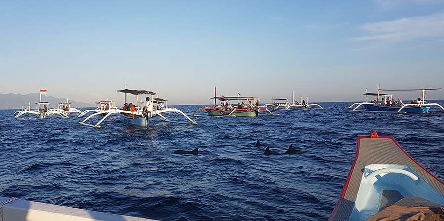 Organiser un voyage à Bali avec observation des dauphins à Lovina