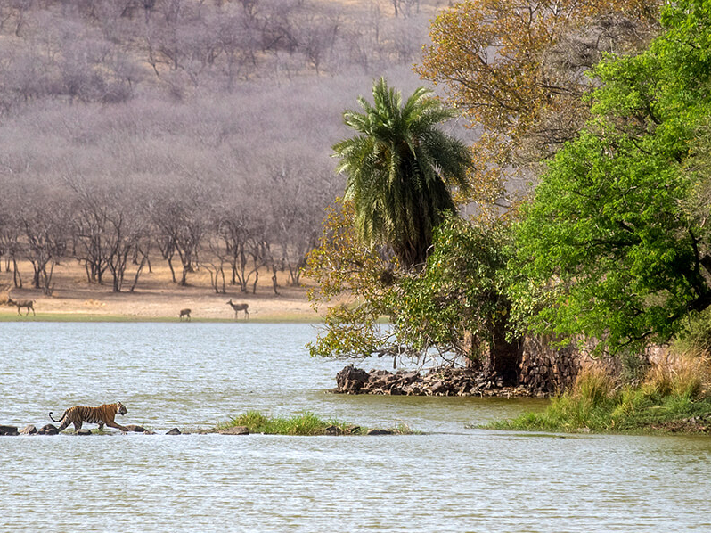 Observer les tigres à Ranthambore, réserve naturelle en Inde