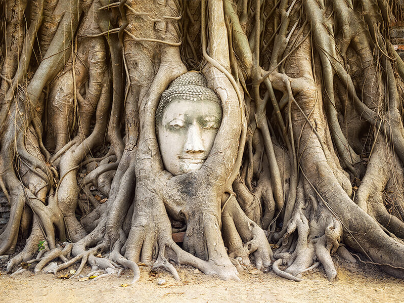 Le temple Angkor envahi par les racines