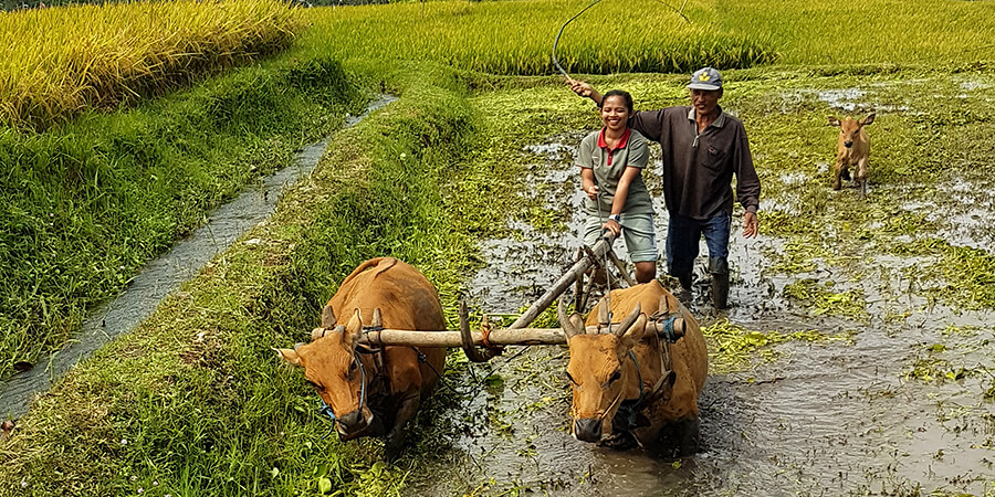 Nos voyages sur mesures à Bali à travers les rizièresque
